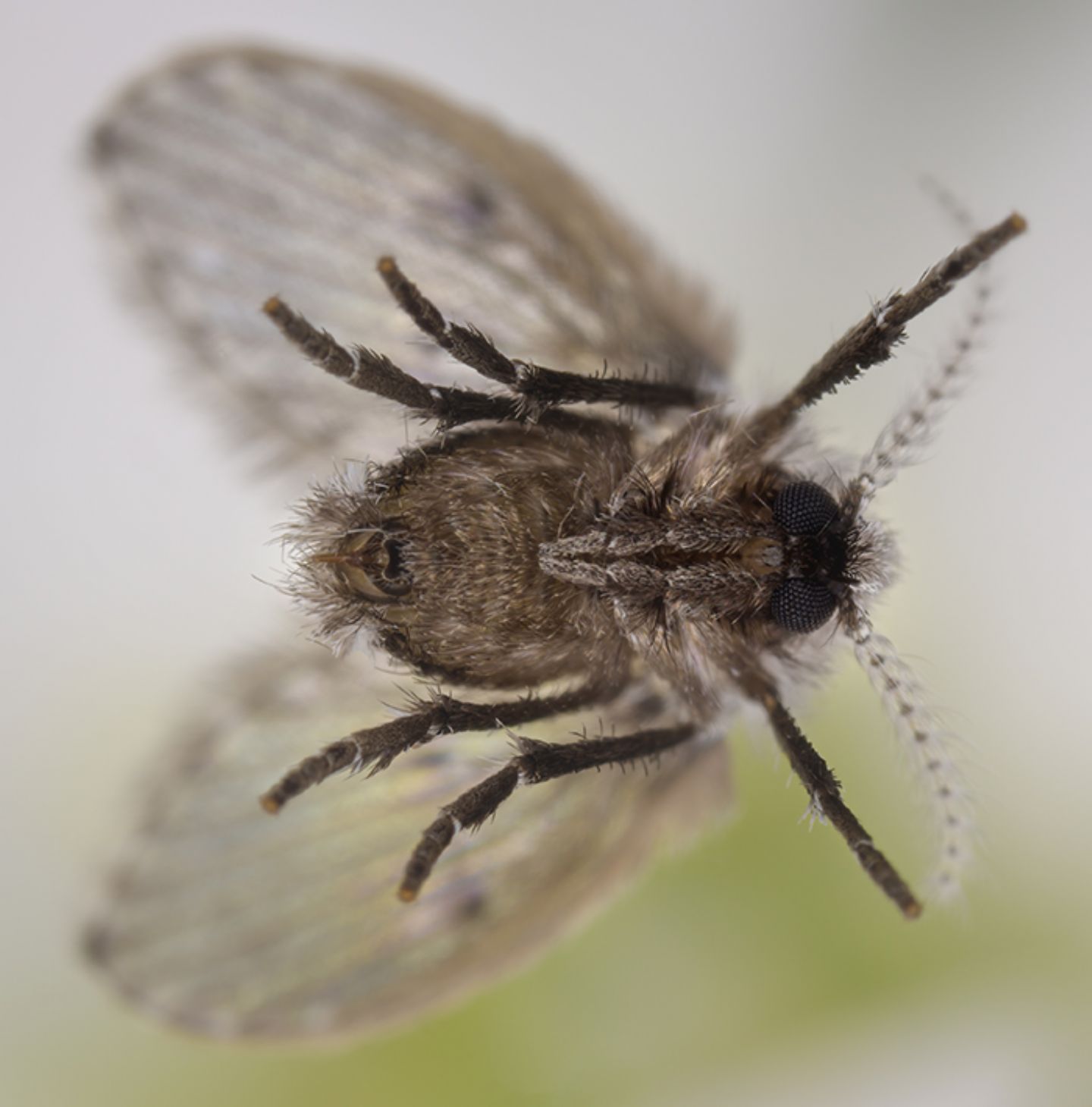 Richiesta classificazione: Clogmia albipunctata (Psychodidae)